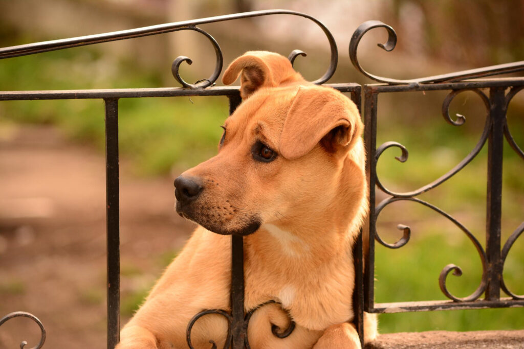 Home 47 Tudo sobre cães vira lata: O Que Significa Ser um SRD?