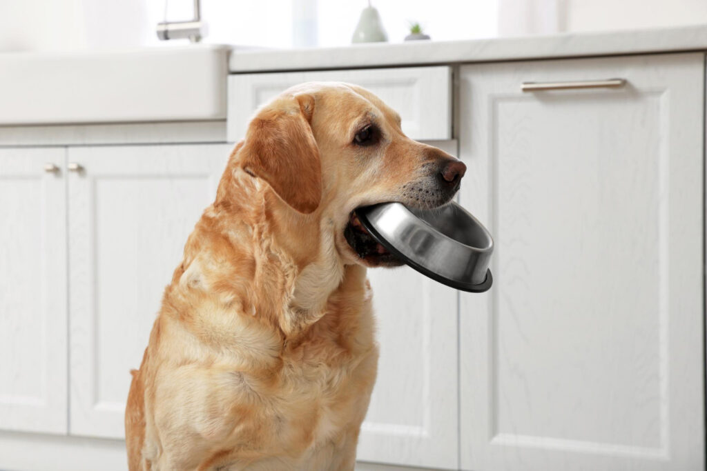 Pode Dar Pão para Cachorro? Lista Definitiva de Alimentos Proibidos e Permitidos