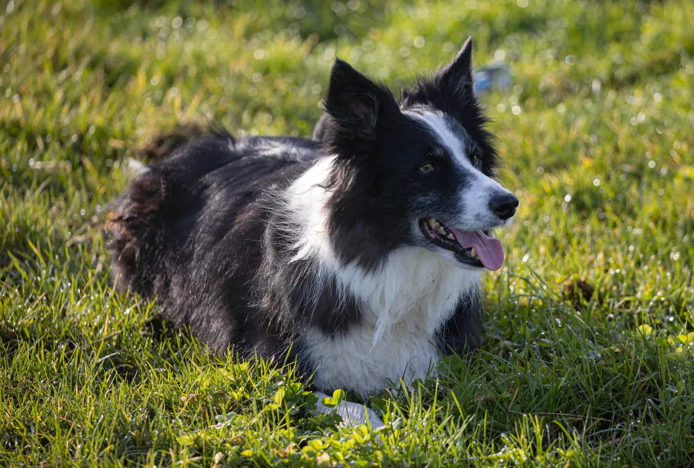 Border Collie - Cães Mais Inteligentes do Mundo: O Que Realmente Define a Genialidade Canina?