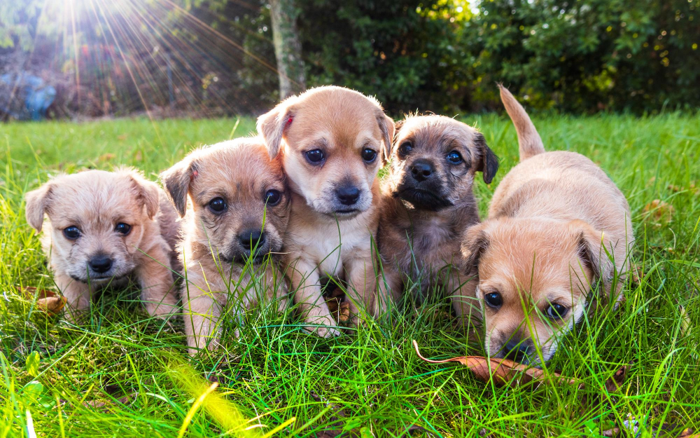 Nomes Criativos Para Cães: O Guia Definitivo para Batizar seu Melhor Amigo