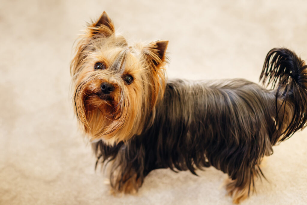 Yorkshire Terrier -