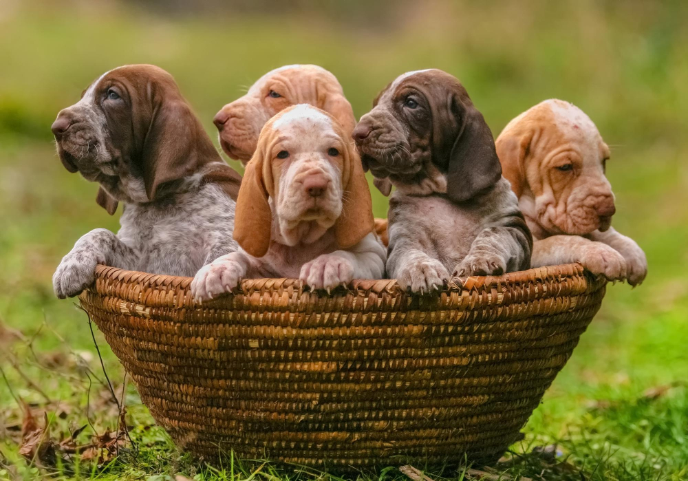 Nomes Criativos Para Cães: O Guia Definitivo para Batizar seu Melhor Amigo