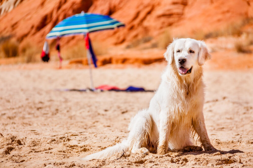 Insolação em Cachorros e Gatos: Como Proteger seus Pets no Verão