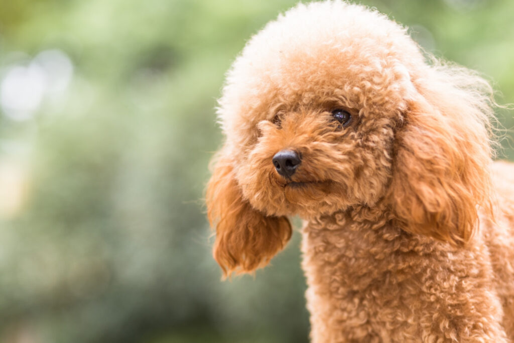 Toy Poodle - 