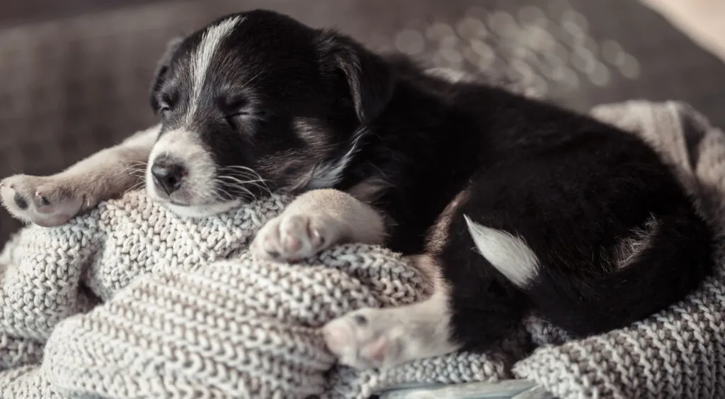 O que significa sonhar com cachorro: Introdução ao Mundo dos Sonhos Caninos
