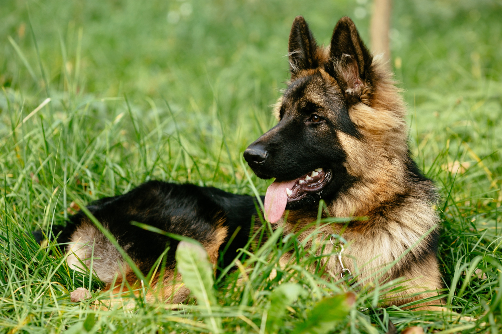 Pastor Alemão - Cães Mais Inteligentes do Mundo: O Que Realmente Define a Genialidade Canina?