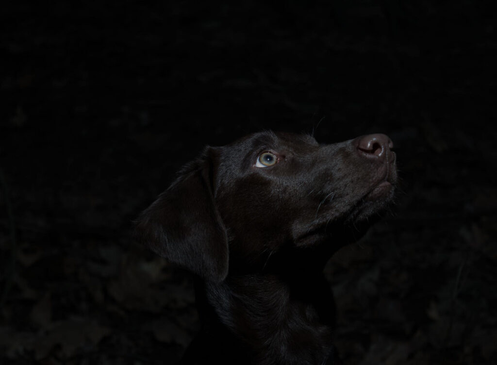 Cachorros enxergam no escuro? Entenda tudo sobre a visão canina!