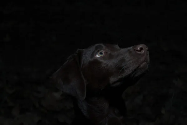 Cachorros enxergam no escuro? Entenda tudo sobre a visão canina!