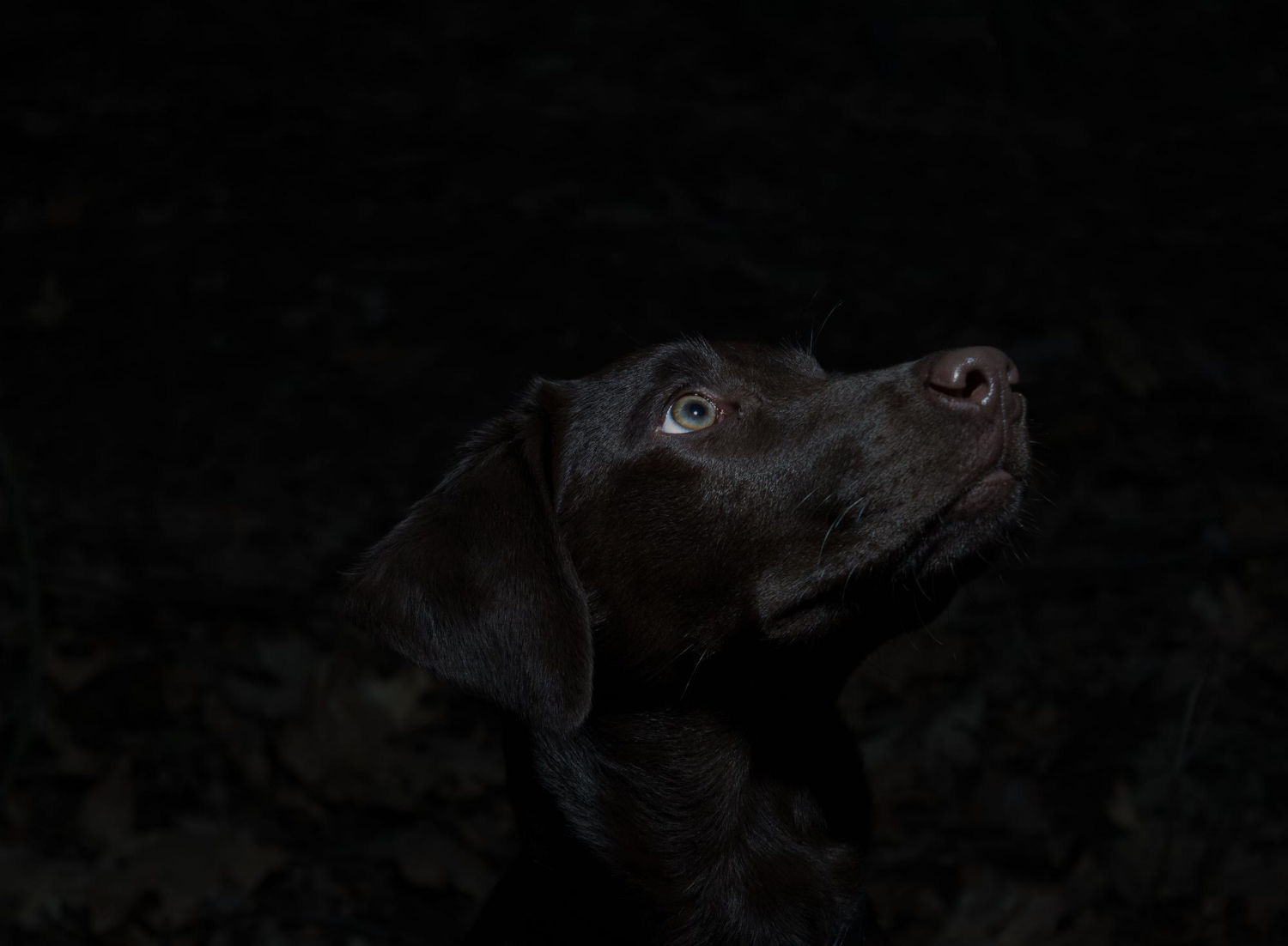 Cachorros enxergam no escuro? Entenda tudo sobre a visão canina!