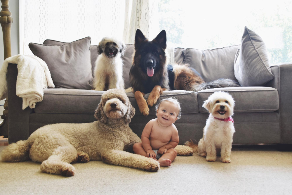 Nomes para Cachorros de Apartamento 2026: Opções Curtas e Elegantes