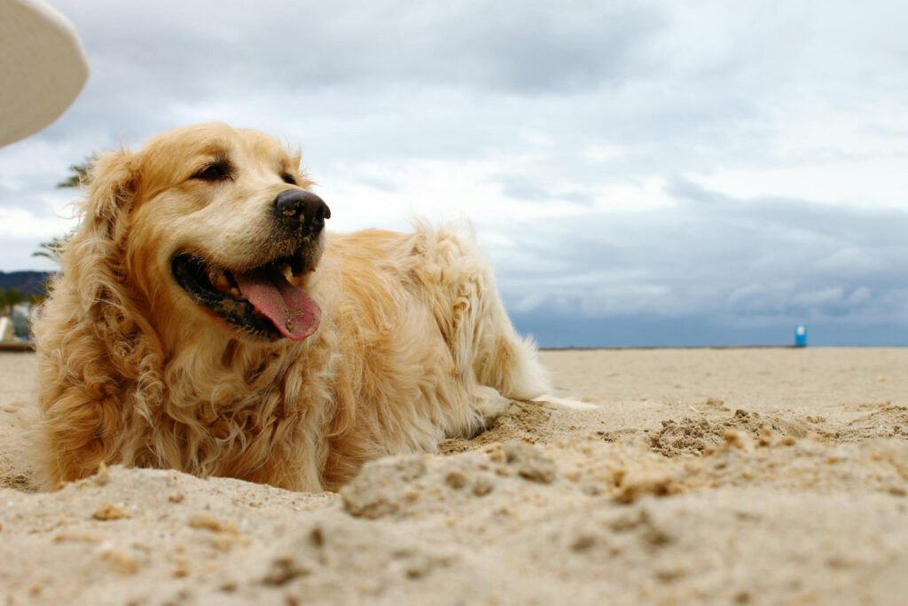 Insolação em Cachorros e Gatos: Como Proteger seus Pets no Verão