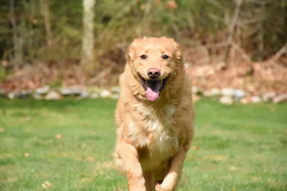50 Nomes para Golden Retriever e Labradores que serão Tendência em 2026