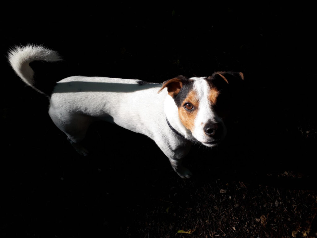Cachorros enxergam no escuro? Entenda tudo sobre a visão canina!