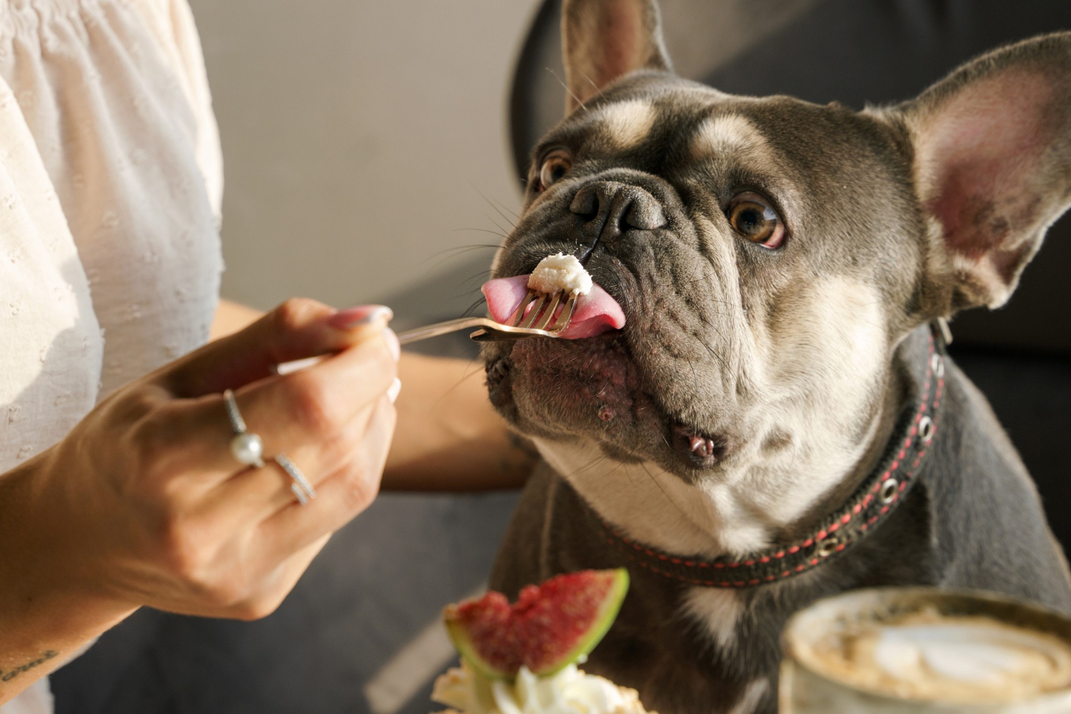 Pode Dar Pão para Cachorro? Lista Definitiva de Alimentos Proibidos e Permitidos