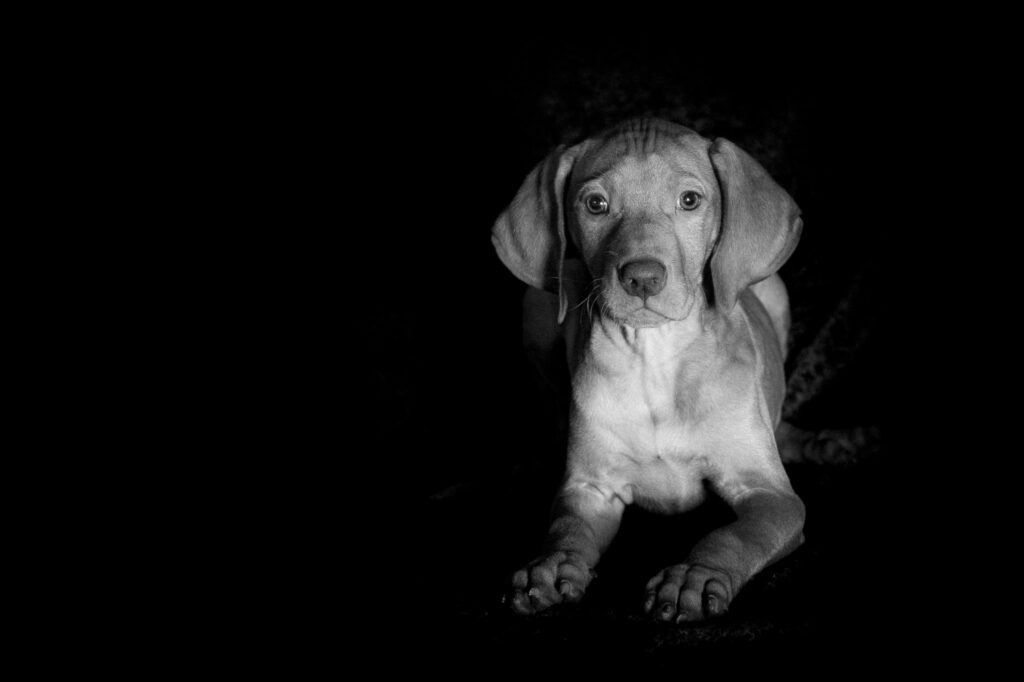Cachorros enxergam no escuro? Entenda tudo sobre a visão canina!