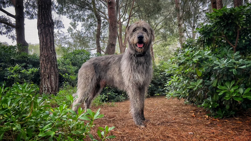 Qual é a maior raça de cachorro do mundo: Altura vs. Peso