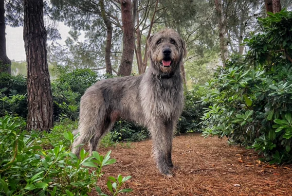 Qual é a maior raça de cachorro do mundo: Altura vs. Peso