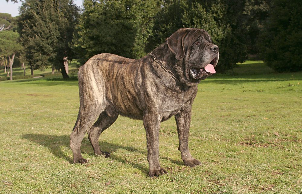 Mastiff-Inglês - Qual é a maior raça de cachorro do mundo: Altura vs. Peso