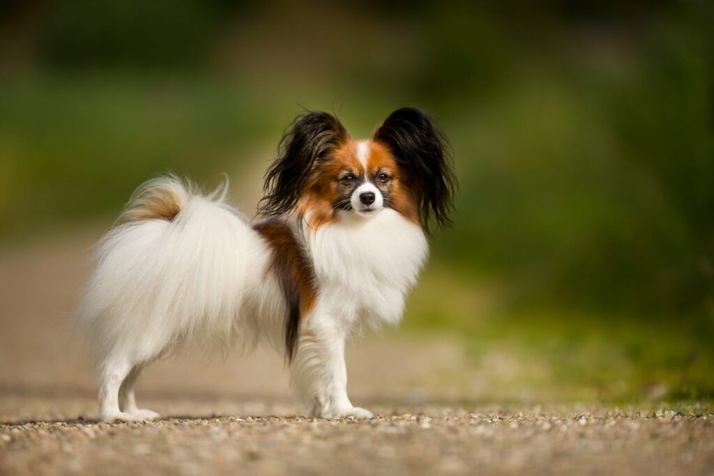 Papillon dog - Cães Mais Inteligentes do Mundo: O Que Realmente Define a Genialidade Canina?