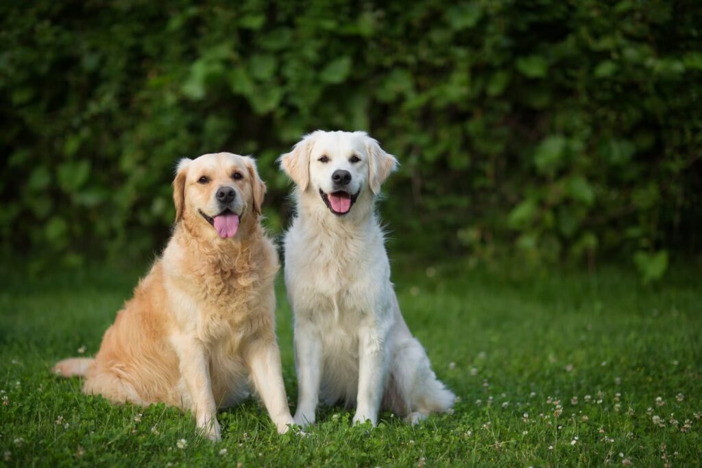 Home 51 Golden Retriever x Labrador: Qual é o Melhor para Sua Família?