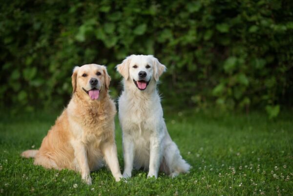 Golden Retriever x Labrador: Qual é o Melhor para Sua Família?