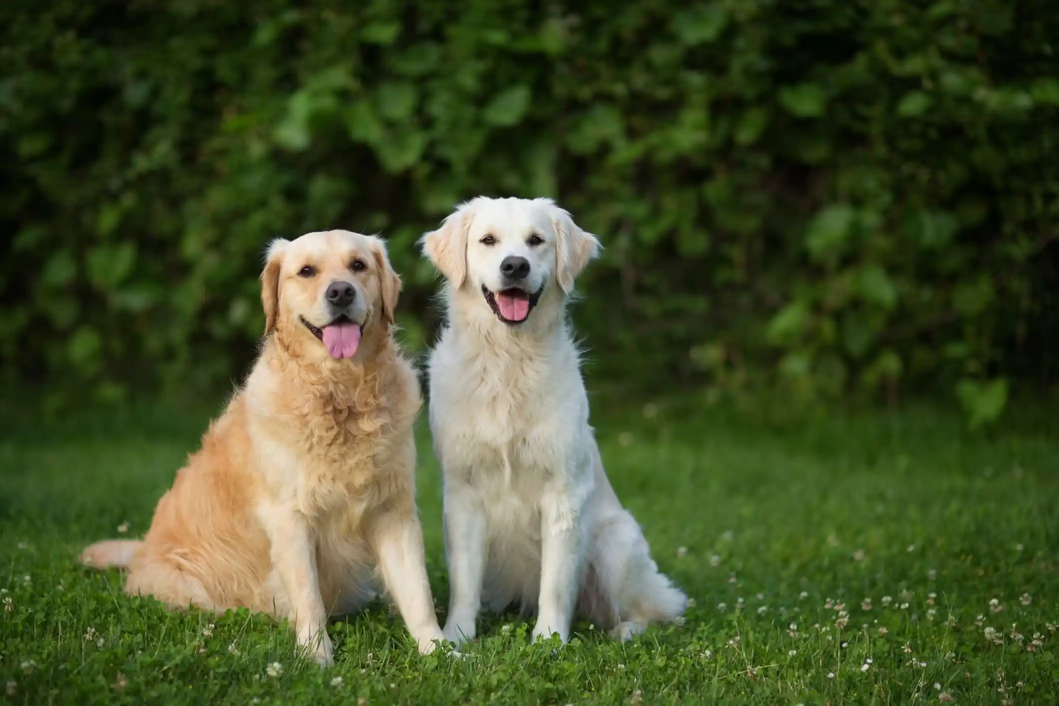Golden Retriever x Labrador: Qual é o Melhor para Sua Família?