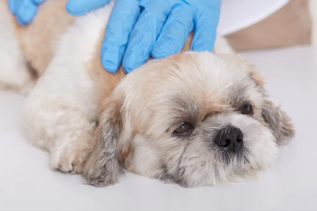 Gestação de Shih Tzu Quanto Tempo: O Guia Completo por Semanas 2 Gestação de Shih Tzu Quanto Tempo: O Guia Completo por Semanas