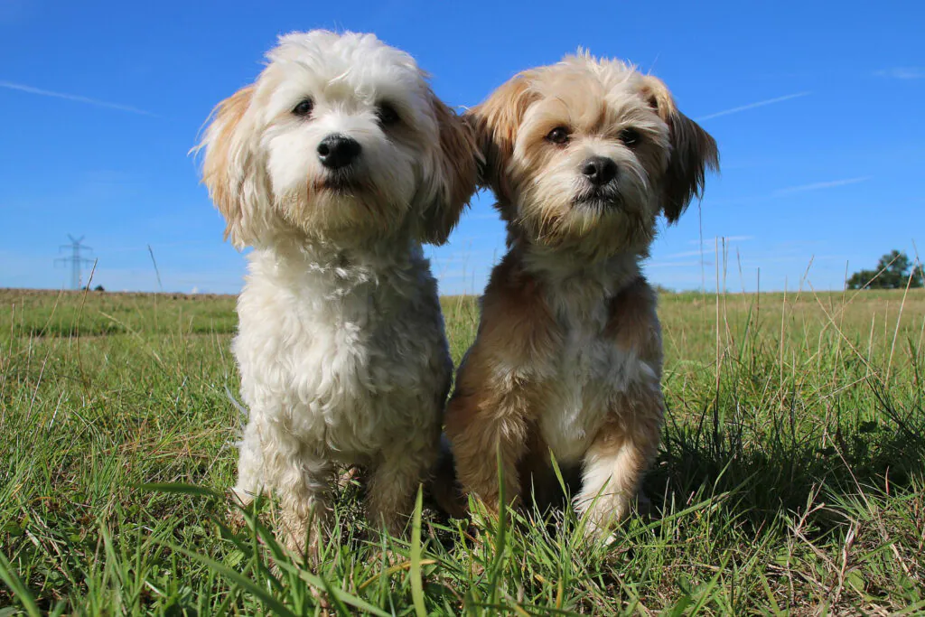 Nomes de Cachorro Fêmea 2026: Opções Lindas, Modernas e Criativas 3 Nomes de Cachorro Fêmea 2026: Opções Lindas, Modernas e Criativas