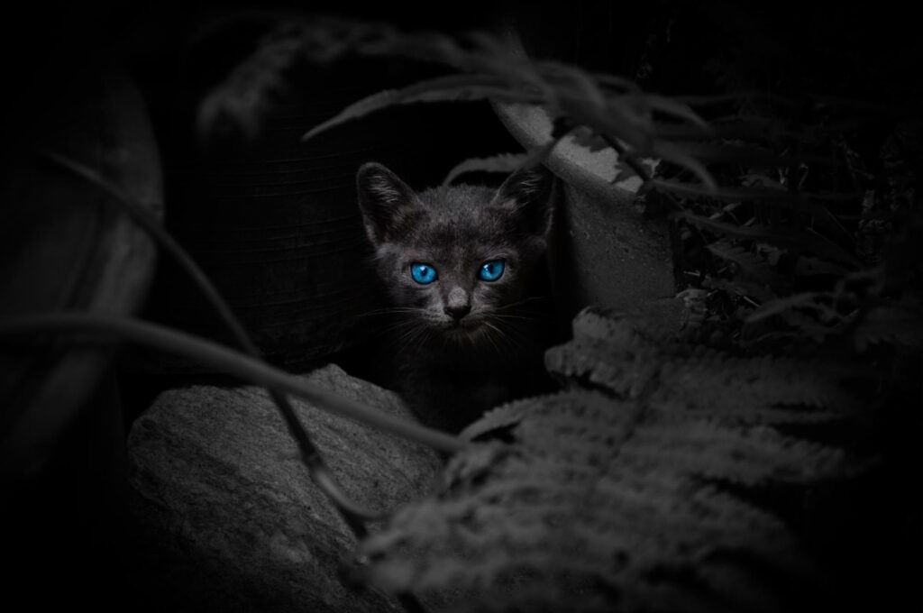 sonhar com gato preto
