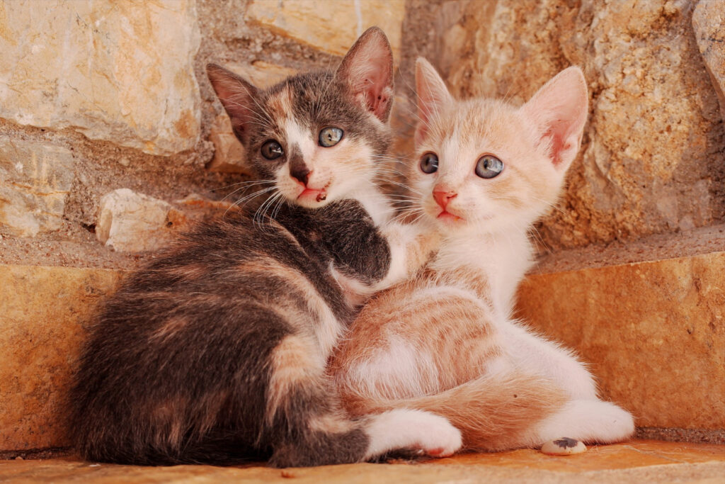Nomes para Gato 2026: O Guia Supremo com Ideias Modernas e Criativas
