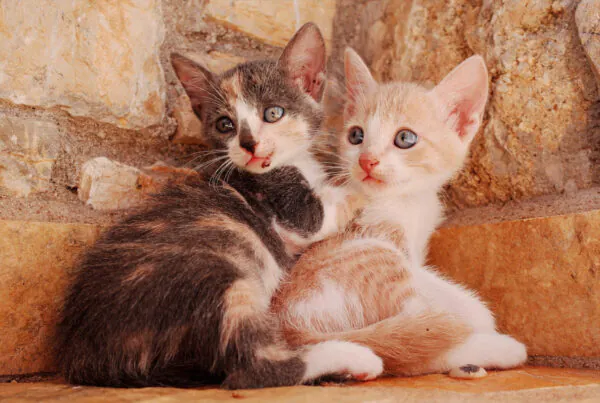 Nomes para Gato 2026: O Guia Supremo com Ideias Modernas e Criativas