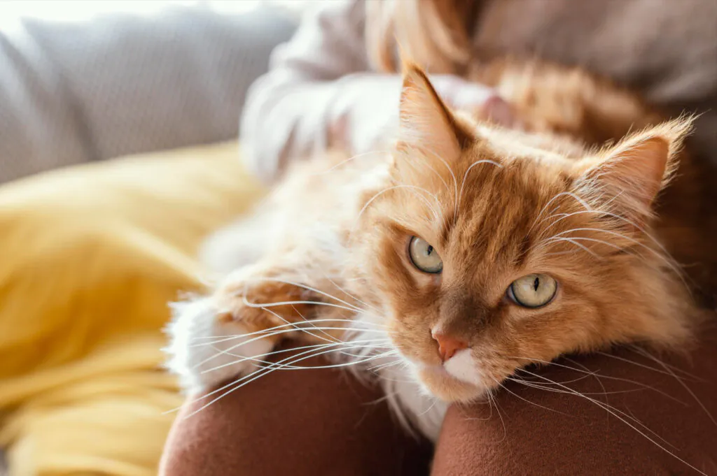 Nomes para Gato 2026: O Guia Supremo com Ideias Modernas e Criativas