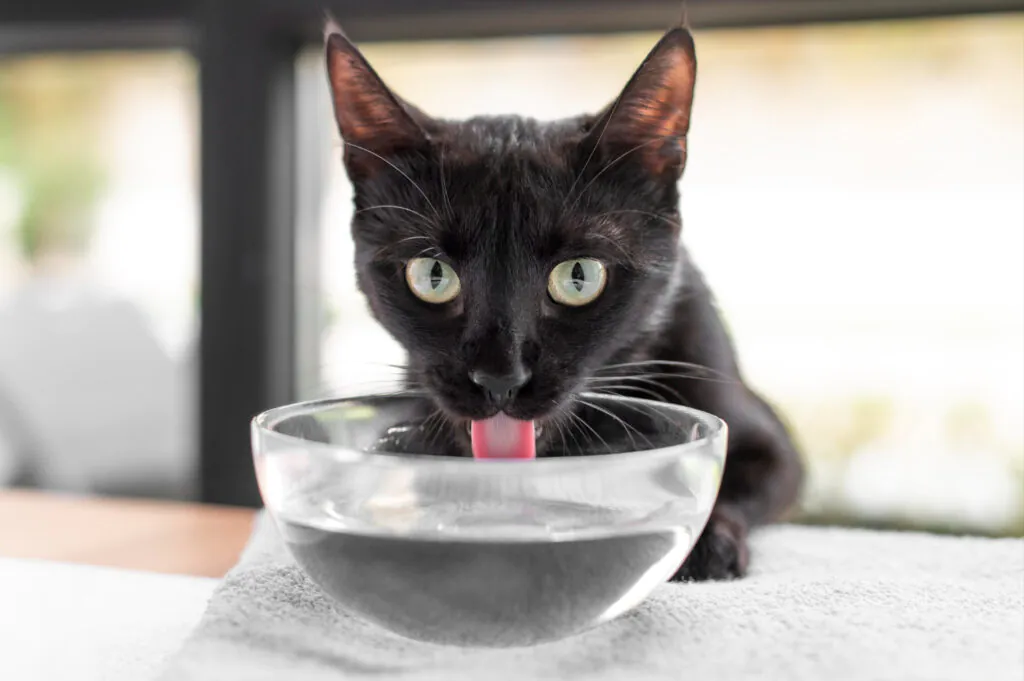 Como fazer o gato beber mais água