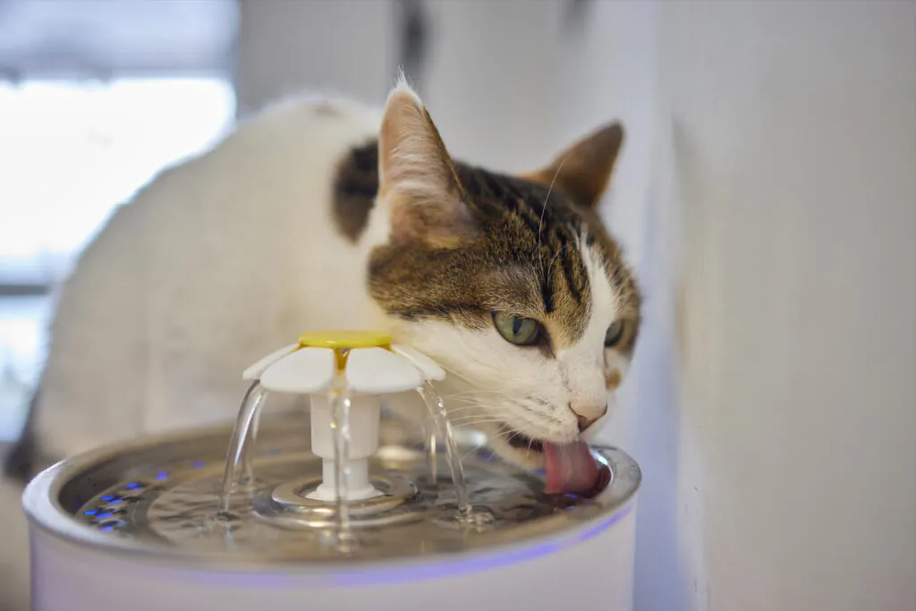 Como fazer o gato beber mais água