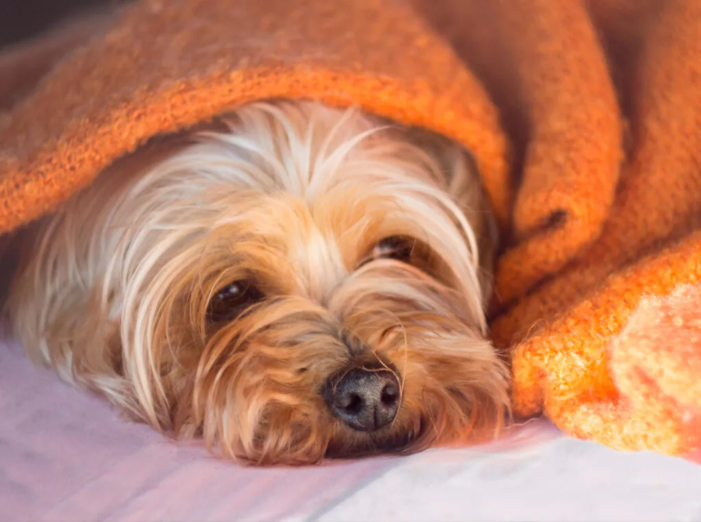 Gestação de Shih Tzu Quanto Tempo: O Guia Completo por Semanas 3 Gestação de Shih Tzu Quanto Tempo: O Guia Completo por Semanas
