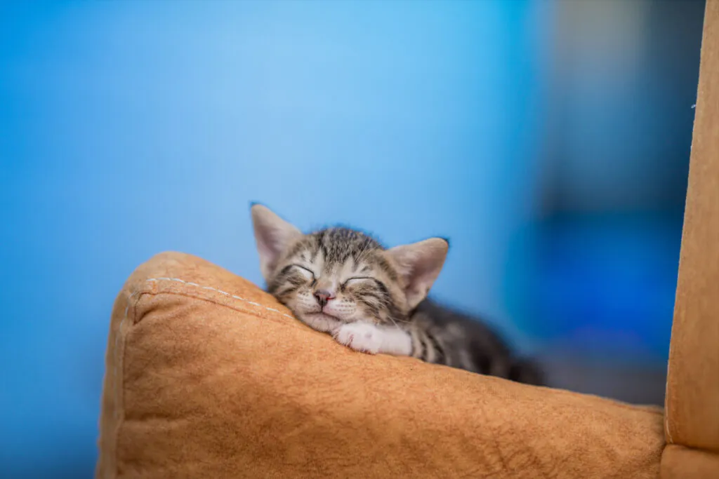O que significa sonhar com gato? Descubra o mistério! 6 O que significa sonhar com gato? Descubra o mistério!
