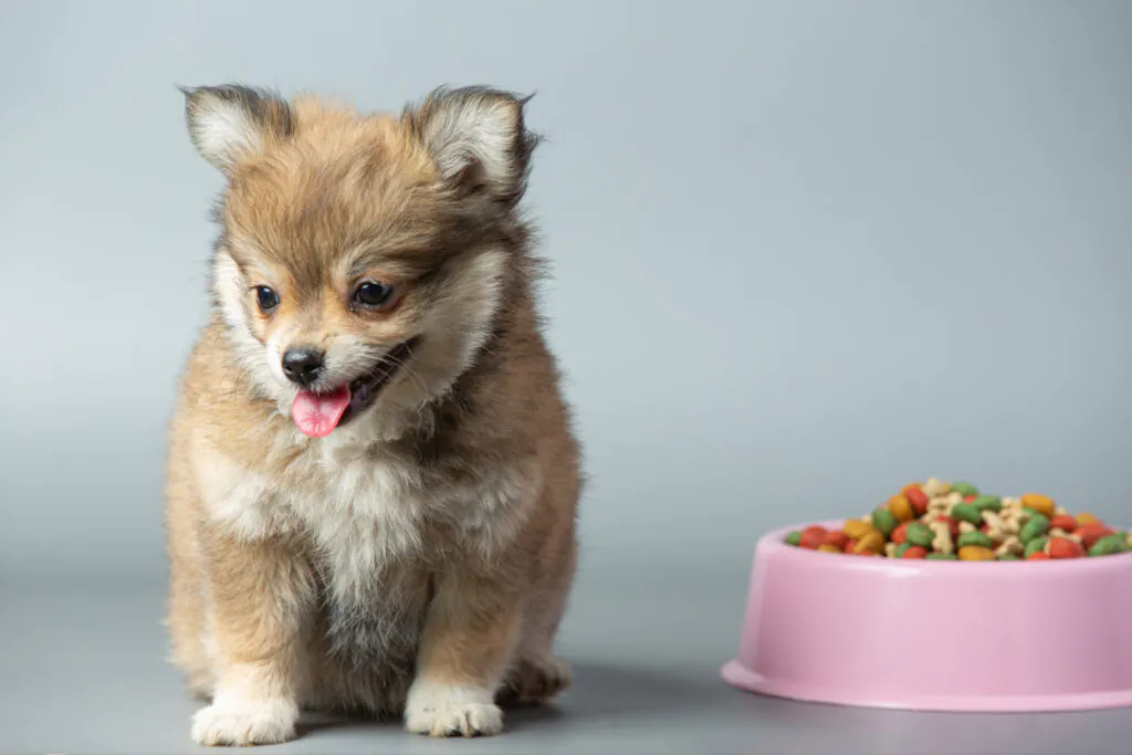 Nomes para Cachorros Inspirados em Comida: Tendências Divertidas para 2026