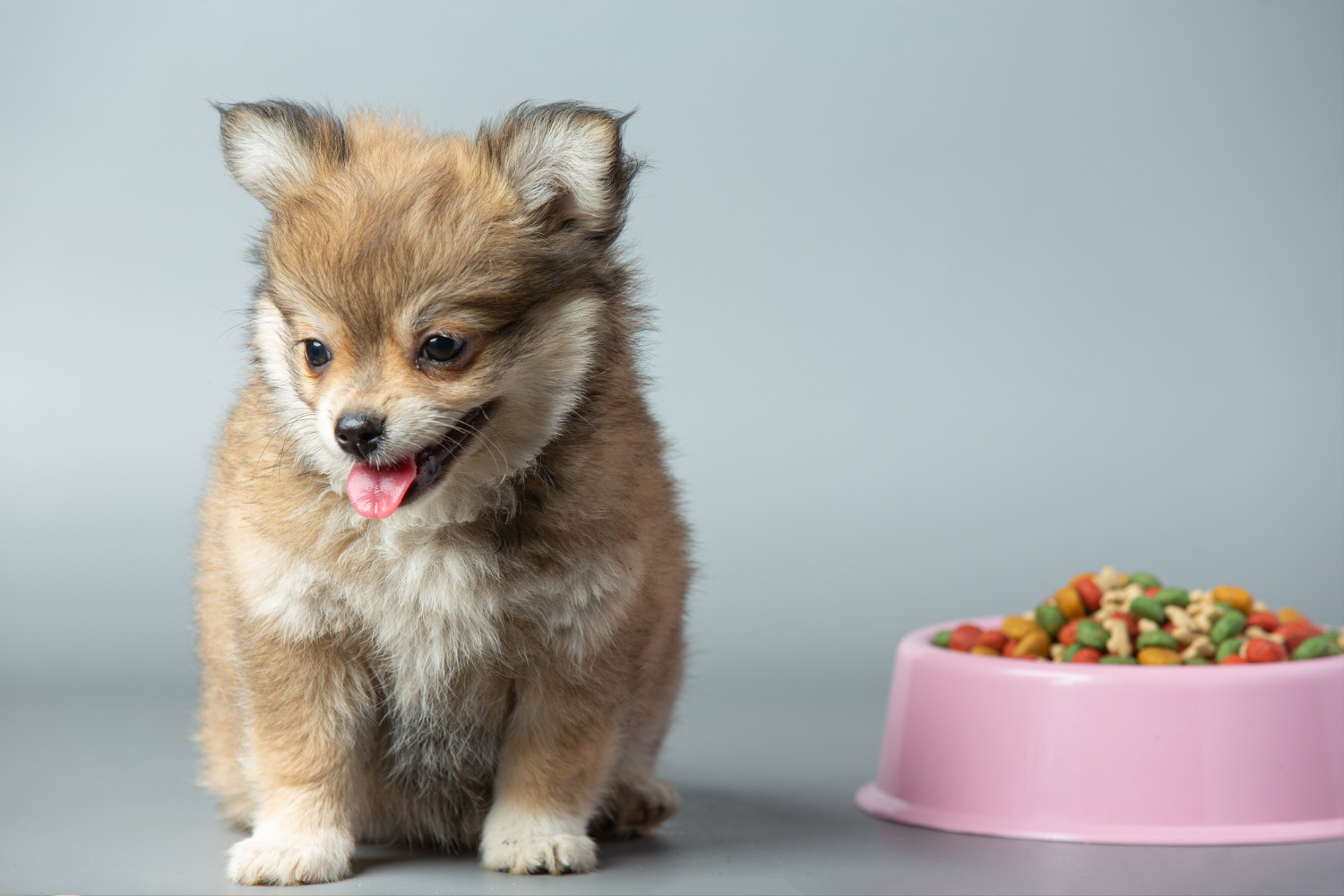 Nomes para Cachorros Inspirados em Comida: Tendências Divertidas para 2026