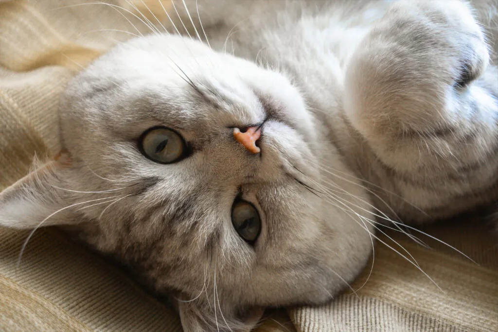 Nomes para Gato 2026: O Guia Supremo com Ideias Modernas e Criativas