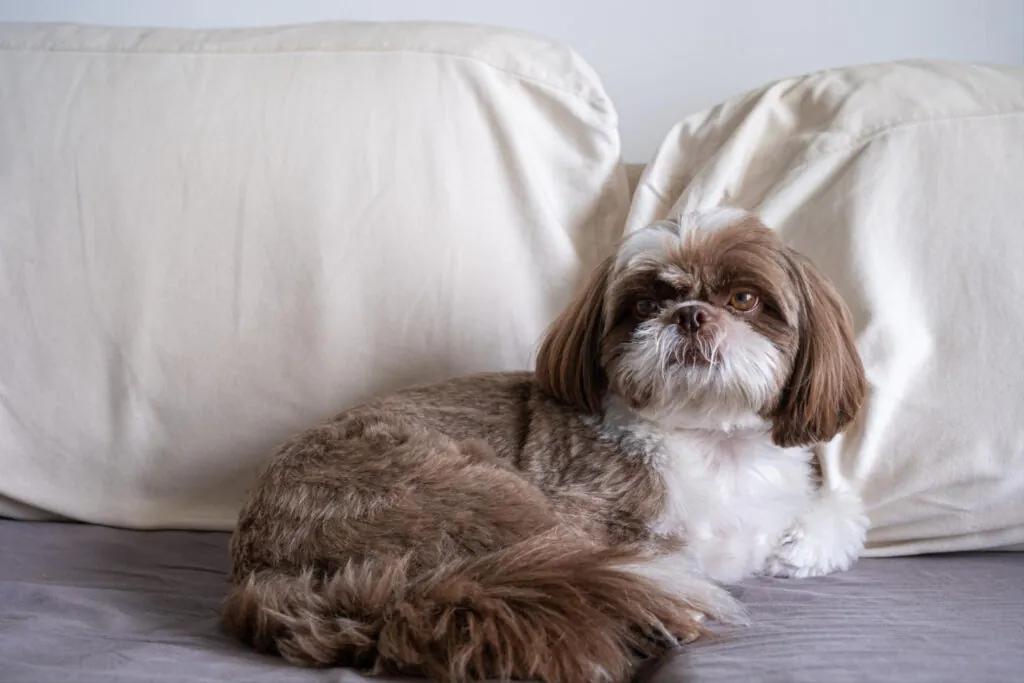 Sintomas de Parto em Shih Tzu: Como Saber se a Cadelinha Está Pronta