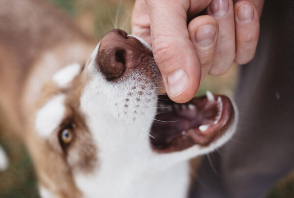 Como Fazer o Cachorro Parar de Morder: 4 Passos Testados por Adestradores