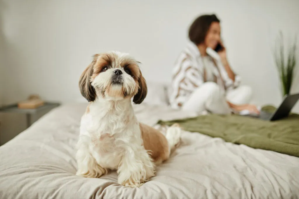 Preparando o Ambiente para a Gestação do Shih Tzu: O Guia do Ninho Perfeito