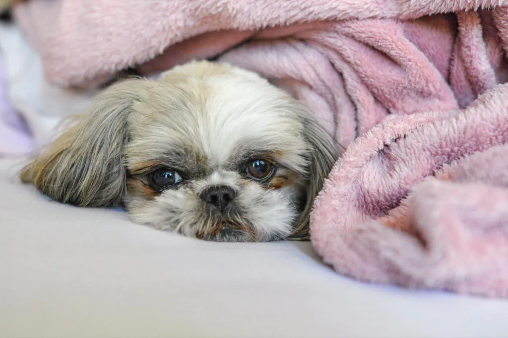 Gestação de Shih Tzu Quanto Tempo: O Guia Completo por Semanas