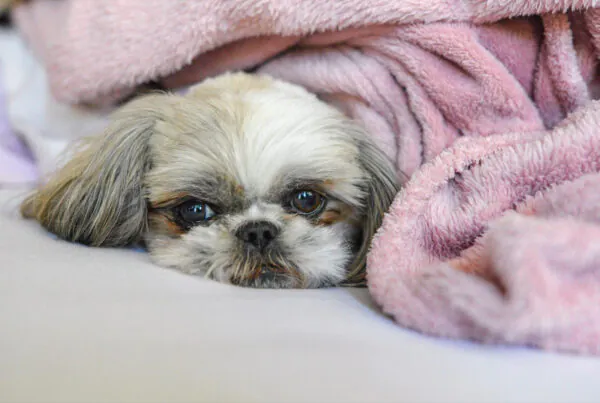 Gestação de Shih Tzu Quanto Tempo: O Guia Completo por Semanas