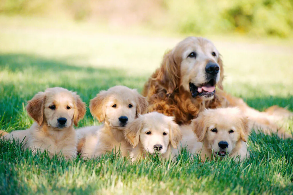 Nomes de Cachorro Macho 2026: As Maiores Tendências para o Seu Novo Amigão