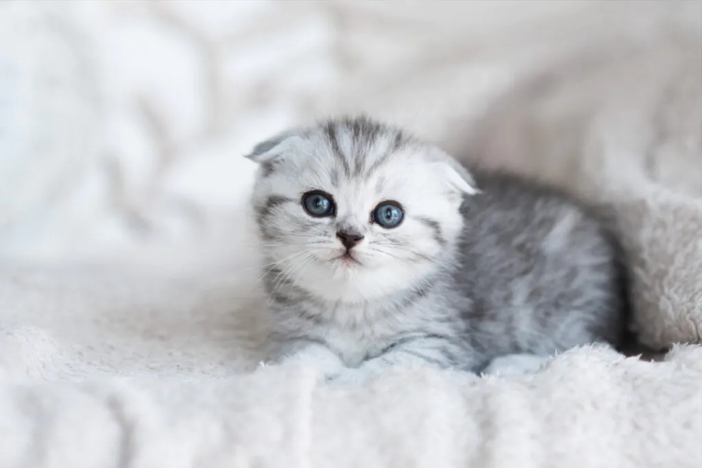 Nomes para Gato 2026: O Guia Supremo com Ideias Modernas e Criativas
