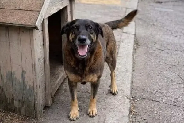cão Orelha o que aconteceu? A Verdade Revelada sobre o Caso de SC