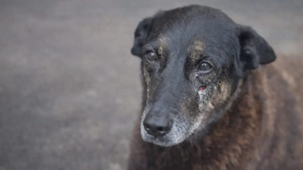 Cão Orelha o que aconteceu? A Verdade Revelada sobre o Caso de SC 2 cão Orelha o que aconteceu? A Verdade Revelada sobre o Caso de SC