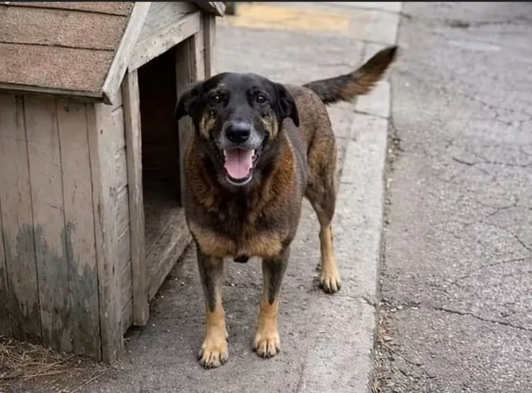 cão Orelha o que aconteceu? A Verdade Revelada sobre o Caso de SC